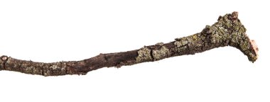 Kuru dalları ile kırık koyu kabuk. Beyaz adam izole