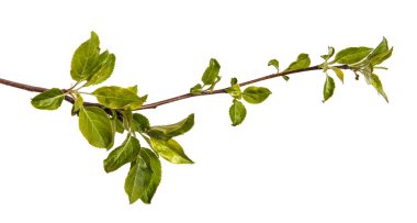 Genç yeşil bir elma ağacının dalını bırakır. WHI üzerinde izole