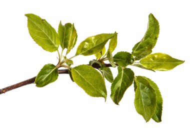 Genç yeşil bir elma ağacının dalını bırakır. WHI üzerinde izole