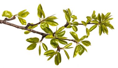 Genç yeşil armut ağacının dalını bırakır. Beyaz izole