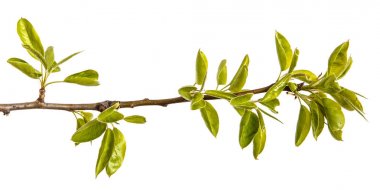 Genç yeşil armut ağacının dalını bırakır. Beyaz izole