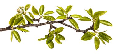 Genç yeşil armut ağacının dalını bırakır. Beyaz izole