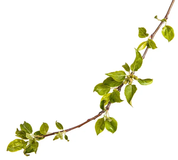 Rama de un manzano con hojas verdes jóvenes. Aislado en whi — Foto de Stock