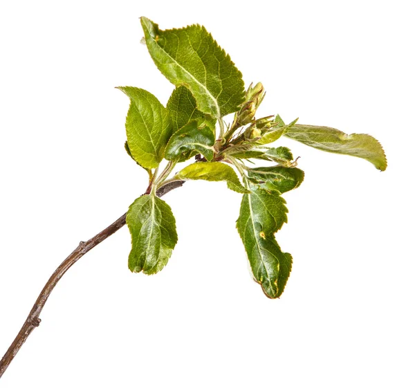 Branch of an apple tree with young green leaves. Isolated on whi — Stock Photo, Image