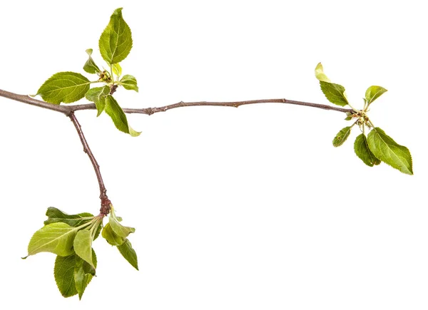 Tak van een appelboom met jonge groene bladeren. Geïsoleerd op de whi — Stockfoto