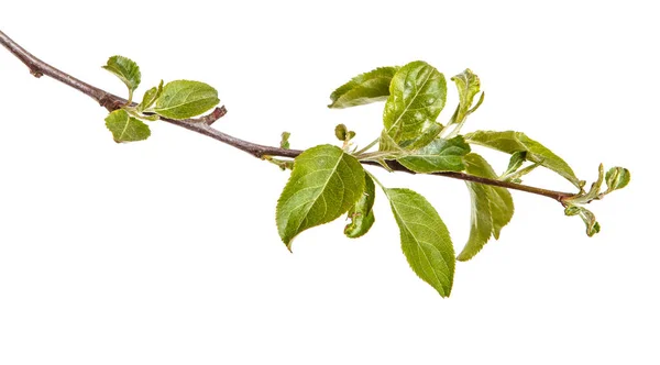 Branch of an apple tree with young green leaves. Isolated on whi — Stock Photo, Image