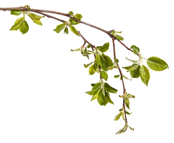 Rama de un manzano con hojas verdes jóvenes. Aislado en whi — Foto de Stock