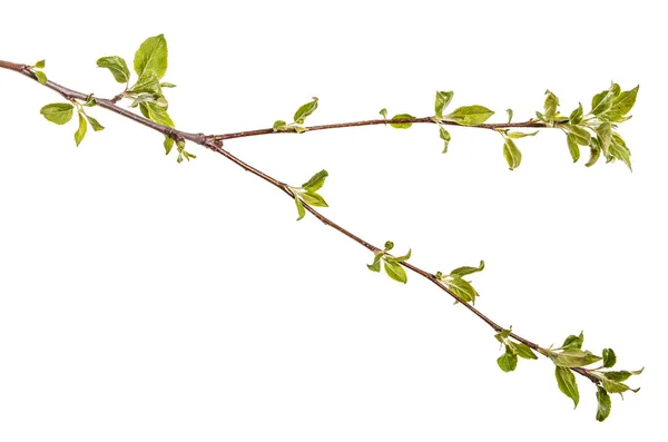 Zweig eines Apfelbaums mit jungen grünen Blättern. isoliert auf whi — Stockfoto
