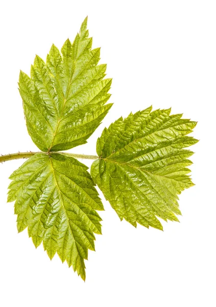 Brote de frambuesa verde joven con hojas verdes. Aislado en el blanco — Foto de Stock