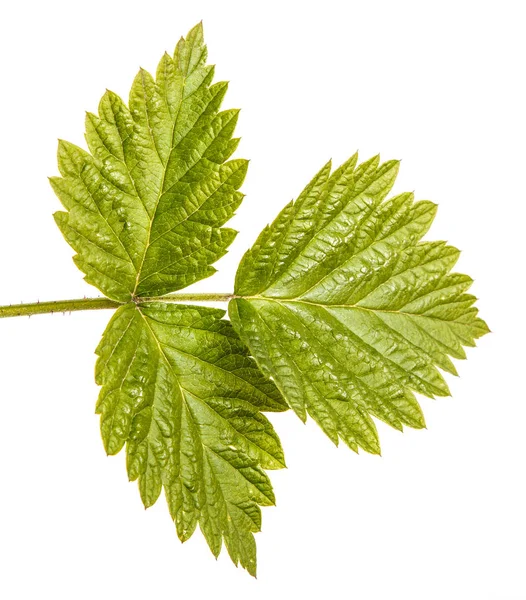 Brote de frambuesa verde joven con hojas verdes. Aislado en el blanco — Foto de Stock