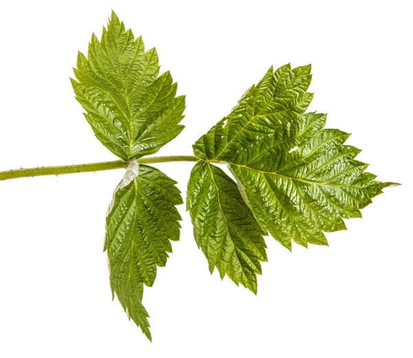 Młody zielony kiełkowy malina z zielonych liści. Na białym tle na Zielone Świątki — Zdjęcie stockowe