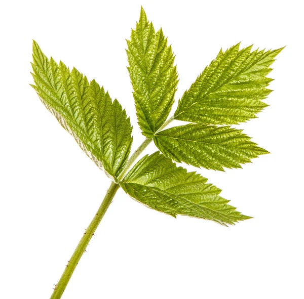 Brote de frambuesa verde joven con hojas verdes. Aislado en el blanco — Foto de Stock