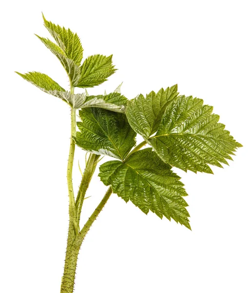 Νέοι πράσινο βλαστάρι βατόμουρο με πράσινα φύλλα. Απομονωμένη της Πεντηκοστής — Φωτογραφία Αρχείου