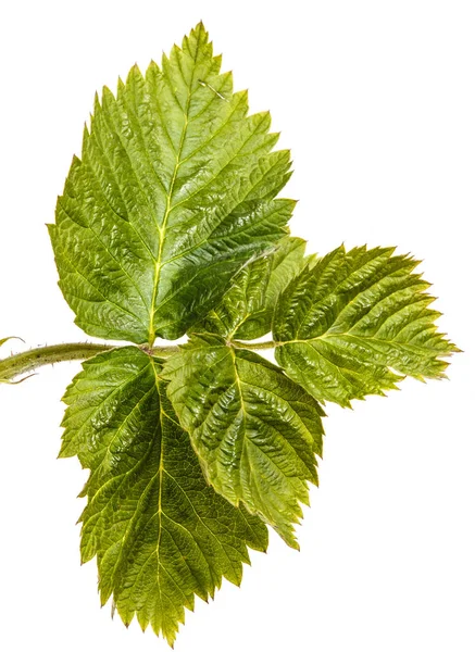 Νέοι πράσινο βλαστάρι βατόμουρο με πράσινα φύλλα. Απομονωμένη της Πεντηκοστής — Φωτογραφία Αρχείου