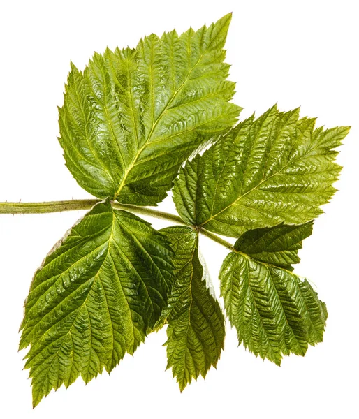 Brote de frambuesa verde joven con hojas verdes. Aislado en el blanco — Foto de Stock