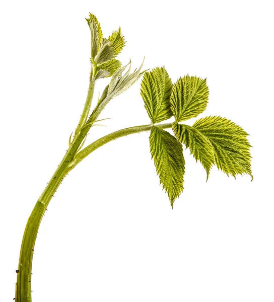 Broto de framboesa verde jovem com folhas verdes. Isolados à socapa — Fotografia de Stock