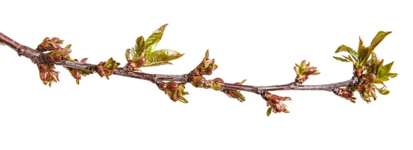 Gren av ett körsbärsträd med små knoppar. Isolerad på vita backg — Stockfoto