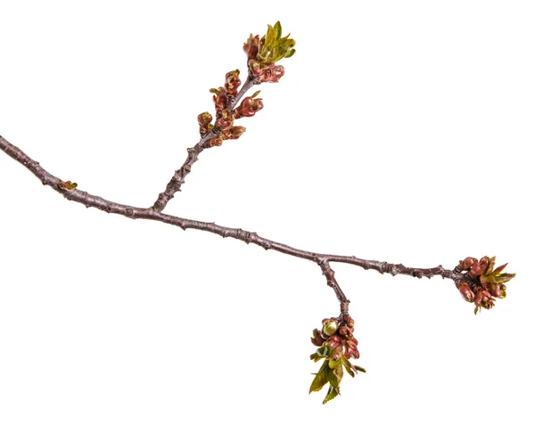 Zweig eines Kirschbaums mit kleinen Knospen. isoliert auf weißem Rücken — Stockfoto