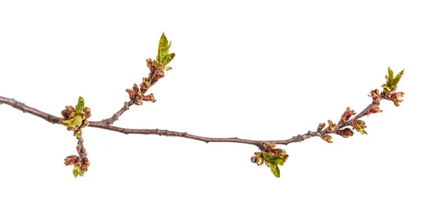 Branch of a cherry tree with small buds. Isolated on white backg — Stock Photo, Image