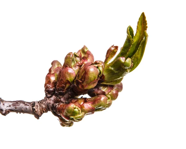 Ramo di un albero ciliegio con piccole gemme. Isolato su dorso bianco — Foto Stock