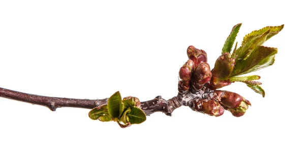 Ramo di un albero ciliegio con piccole gemme. Isolato su dorso bianco — Foto Stock