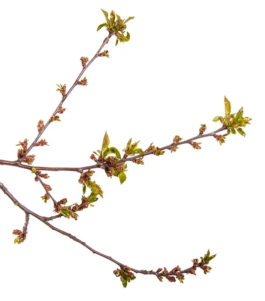 Branche d'un cerisier avec de petits bourgeons. Isolé sur fond blanc — Photo
