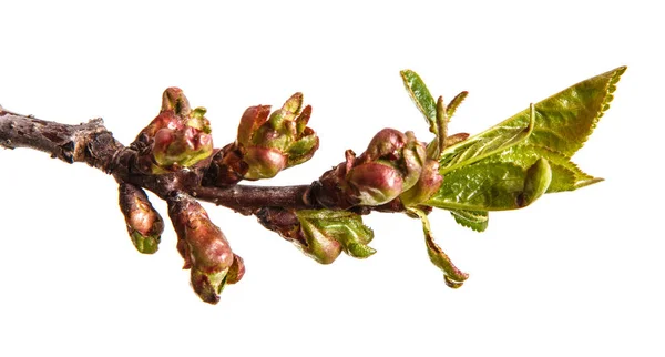 Rama de un cerezo con pequeños brotes. Aislado sobre respaldo blanco — Foto de Stock