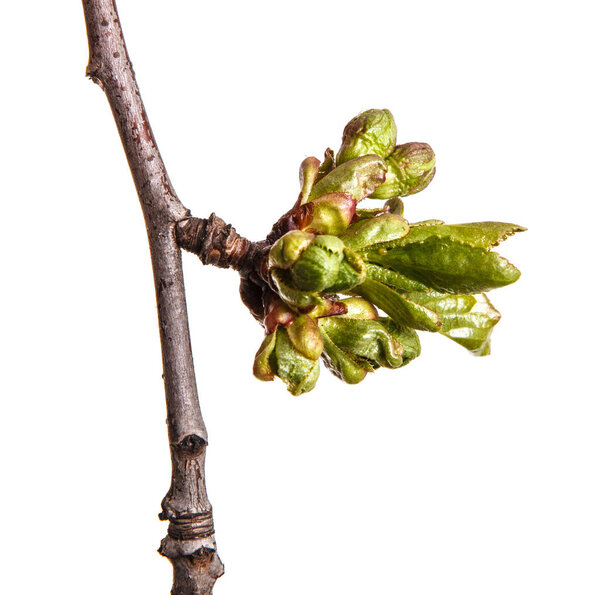 Ветка вишневого дерева с маленькими бутонами. Изолированный на белом заднике
