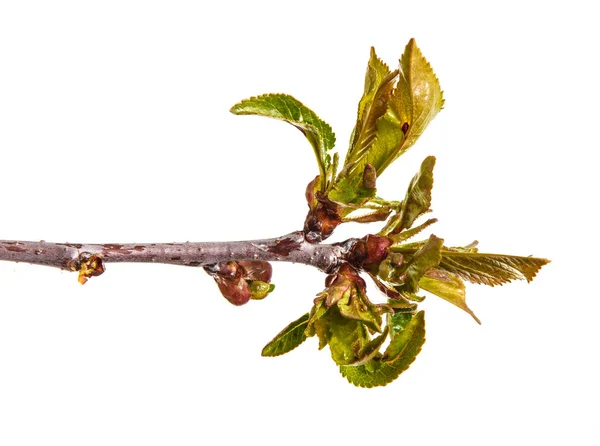 Ramo di un albero ciliegio con piccole gemme. Isolato su dorso bianco — Foto Stock