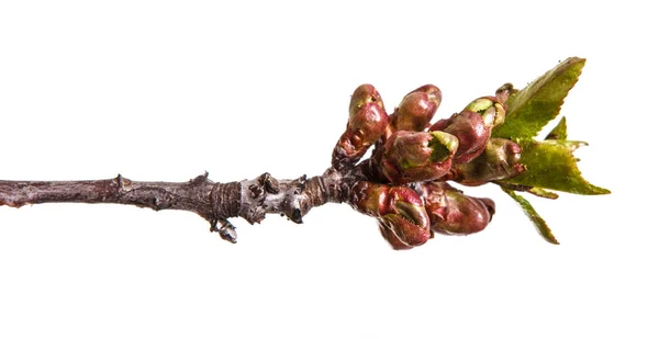 Ramo di un albero ciliegio con piccole gemme. Isolato su dorso bianco — Foto Stock