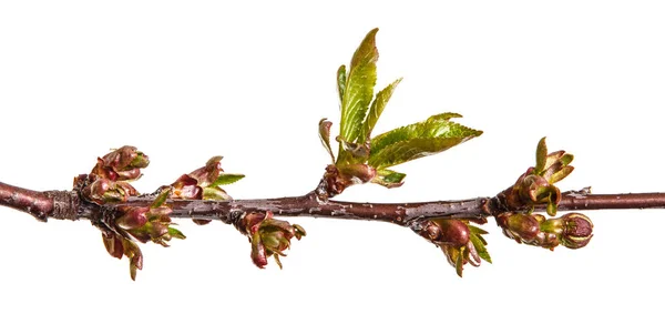 Gren av ett körsbärsträd med små knoppar. Isolerad på vita backg — Stockfoto