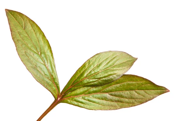 Young leaf peony bush. Isolated on white background — Stock Photo, Image