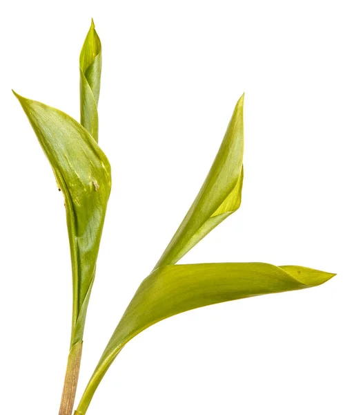 Lily vadi genç yeşil yaprakları. Beyaz arka plan üzerinde — Stok fotoğraf