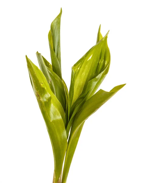 Lily vadi genç yeşil yaprakları. Beyaz arka plan üzerinde — Stok fotoğraf