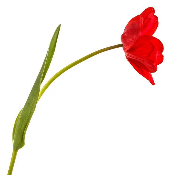 Один червоний тюльпан. Ізольовані на білому тлі — стокове фото