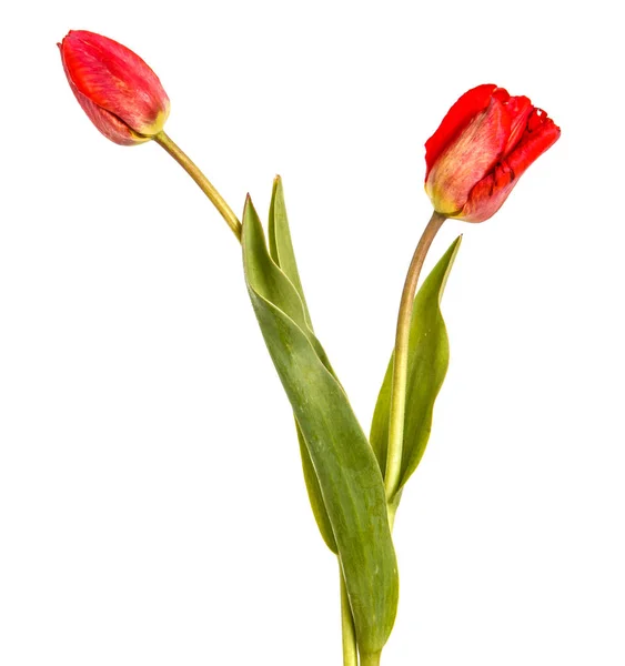 붉은 튤립 꽃다발입니다. 흰색 배경에 고립 — 스톡 사진