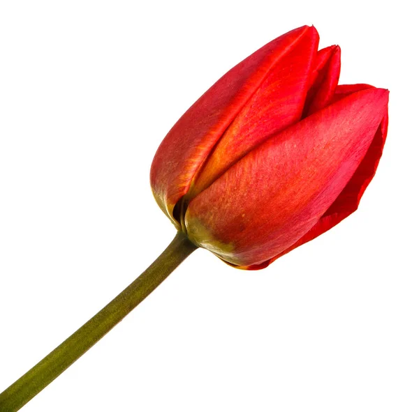 Un bourgeon de tulipe rouge. Isolé sur fond blanc — Photo