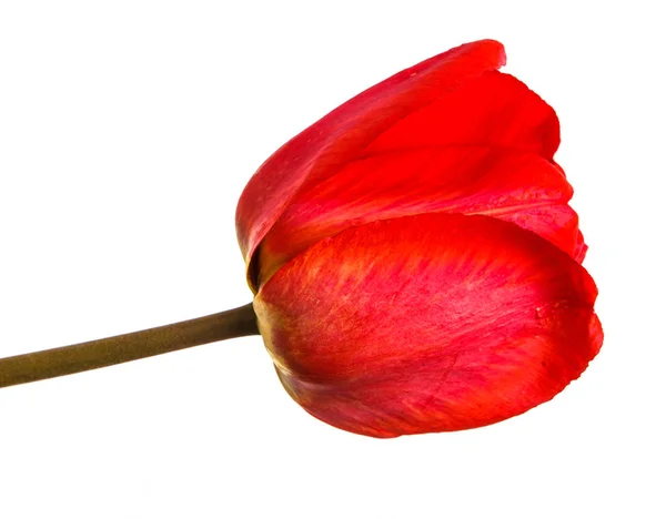 Un bocciolo di tulipano rosso. Isolato su sfondo bianco — Foto Stock