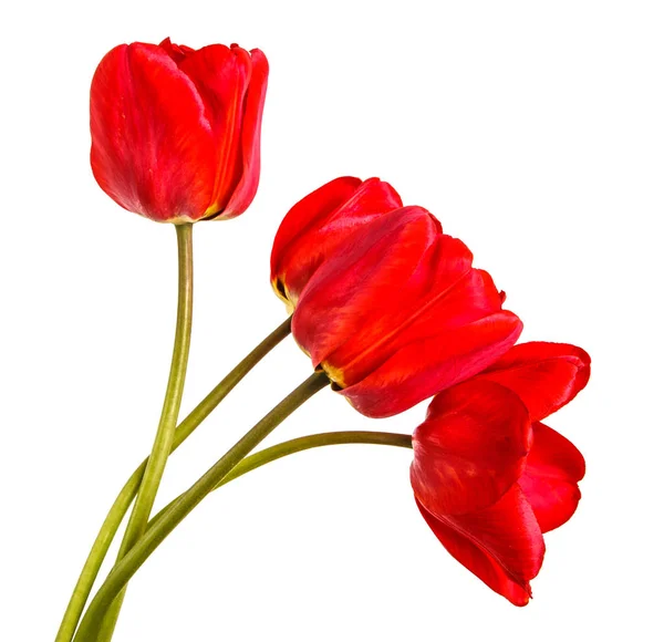 Ramo de tulipanes rojos. aislado sobre fondo blanco —  Fotos de Stock