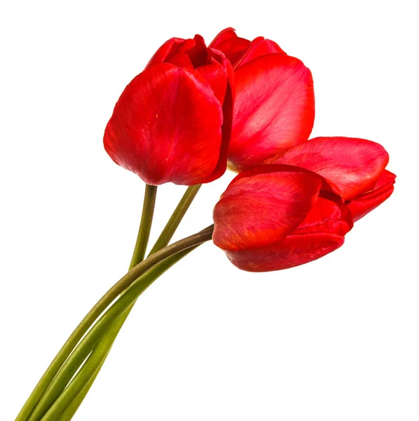 Bouquet de tulipes rouges. isolé sur fond blanc — Photo