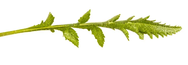 Folhas verdes de papoilas. Isolado sobre fundo branco — Fotografia de Stock