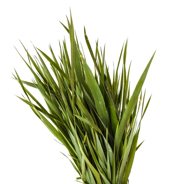 Een heleboel groene gazon gras. Geïsoleerd op witte achtergrond — Stockfoto