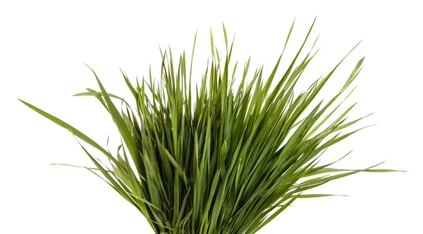 Een heleboel groene gazon gras. Geïsoleerd op witte achtergrond — Stockfoto