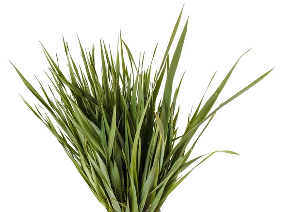 Een heleboel groene gazon gras. Geïsoleerd op witte achtergrond — Stockfoto