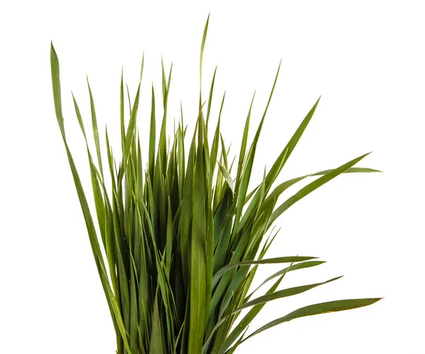 Een heleboel groene gazon gras. Geïsoleerd op witte achtergrond — Stockfoto