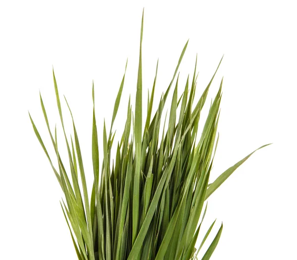 Een heleboel groene gazon gras. Geïsoleerd op witte achtergrond — Stockfoto