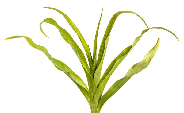 Πράσινα φύλλα των daylily χωρίς λουλούδια. Απομονωμένα σε λευκό β — Φωτογραφία Αρχείου