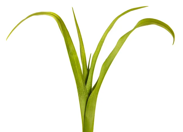 Green leaves of the daylily without flowers. Isolated on white b — Stock Photo, Image
