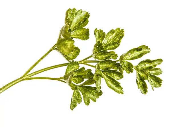 Folhas verdes de salsa. Isolado sobre fundo branco — Fotografia de Stock