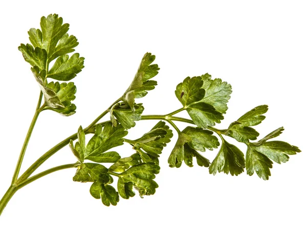 Grüne Blätter der Petersilie. isoliert auf weißem Hintergrund — Stockfoto